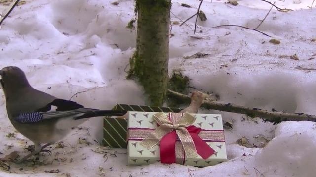 Кто съел подарок, или весеннее оживление на птичьей кормушке. смотреть онлайн