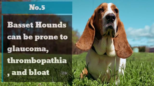 Long Haired Basset Hound | Basset Hound | Busset смотреть онлайн