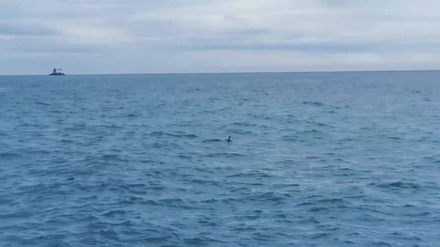 Зимнее море Южного Берега Крыма смотреть онлайн