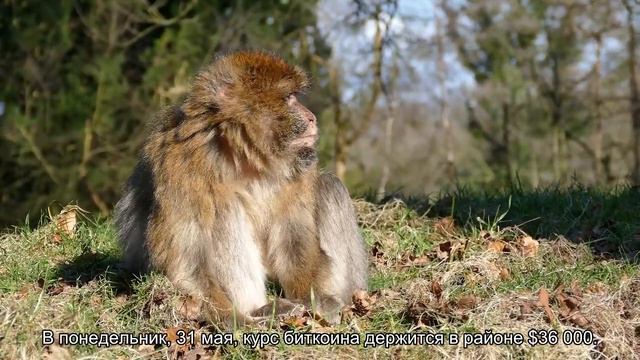 Макс Кайзер: Биткоин к концу 2021 года должен достигнуть $220 000 смотреть онлайн