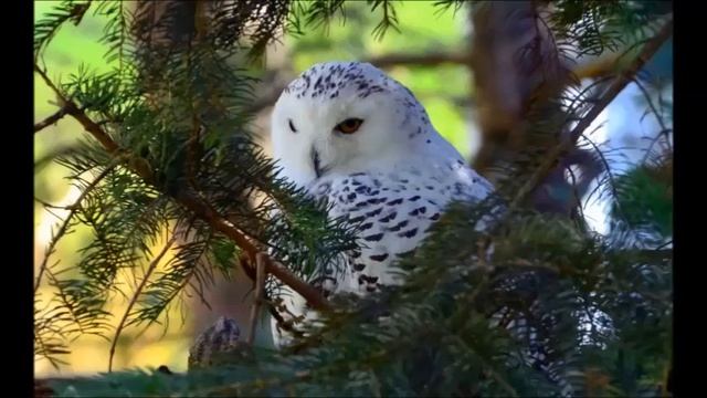 СОВЫ. СОВА - СИМВОЛ МУДРОСТИ И СЧАСТЬЯ. СМЕШНЫЕ И МИЛЫЕ СОВЫ смотреть онлайн