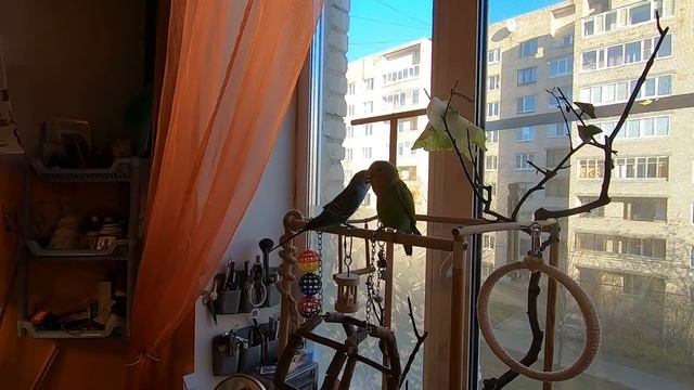 Волнистый попугай & неразлучник смотреть онлайн