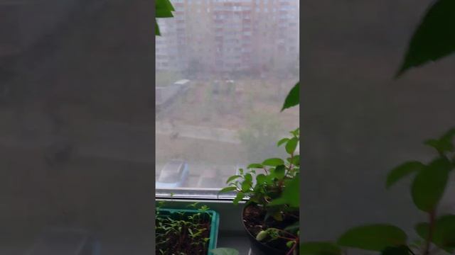 фуксия ,,Наташа Синтон