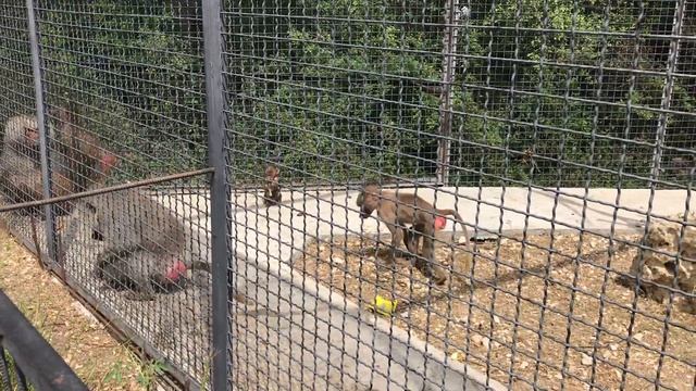 Грозные гамадрилы любят угощения! Тайган Hamadrils Love Treats! ... Taigan Lions Park. Crimea.