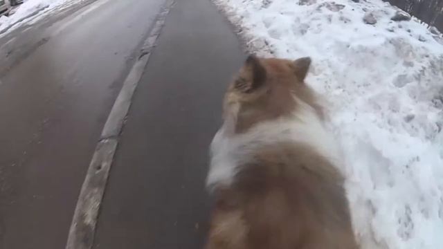 VLOG || Один день из жизни Шелти смотреть онлайн