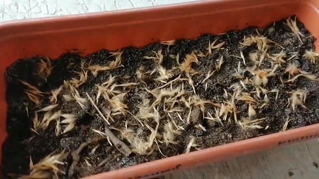 Выращивание олеандра из семян. смотреть онлайн