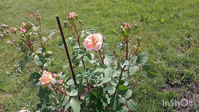 Николо-Пешношский мужской монастырь