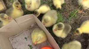 Как приручить к себе гусей - хитрый совет от соседки!