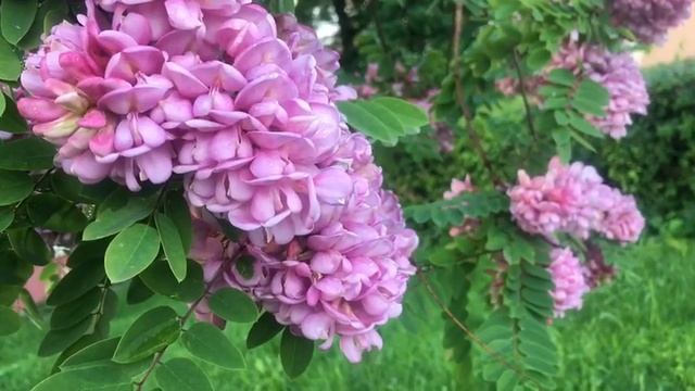 «Робиния клейкая»(розовая акация) "Sticky robinia" (pink acacia) смотреть онлайн