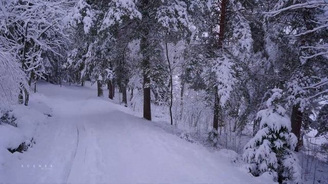 3 Hours Of Heavenly Snowfall Walks In Finland - Slow TV 4K