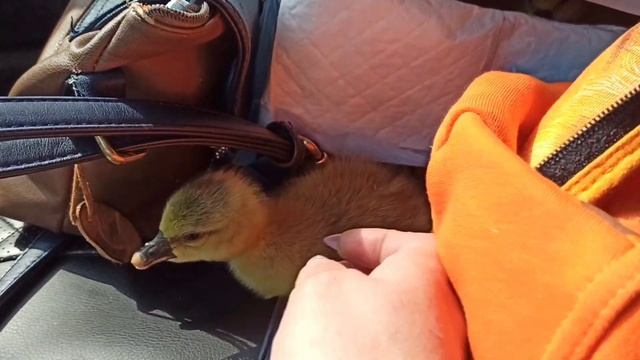 Гусята вылупились / кролики / голошейки.