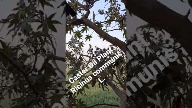 Caster Oil Plant | Ricinus communis L. смотреть онлайн