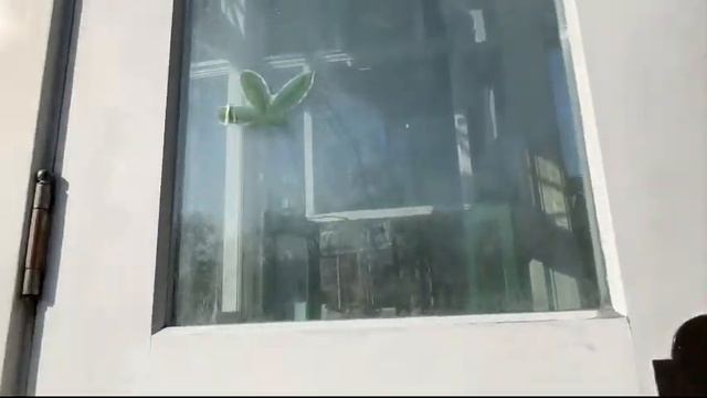 🔴 LIVE 🇨🇦Part 1 Explore Toronto Allen Gardens Conservatory Morning #BikeRide (1 Celsius) 03/17/22 смотреть онлайн