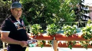 Выращивание клубники в трубах.