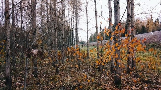 Осенний лес. ч.7. Октябрь 2023 смотреть онлайн