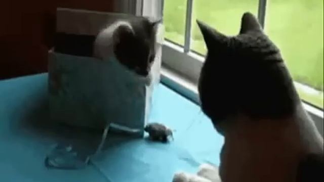 Выйду ночью в кухню с котом смотреть онлайн