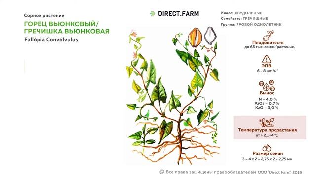 Горец вьюнковый (Гречишка вьюнковая) - меры борьбы с сорняком смотреть онлайн
