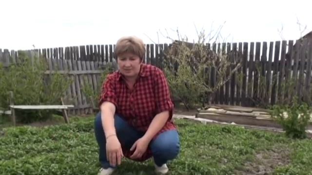 Как избавиться от проволочника с помощью сидератов. Кольцова Ирина смотреть онлайн