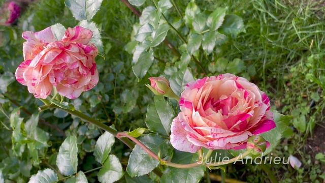 Июль в Саду 31 июля 2023 часть 2 смотреть онлайн