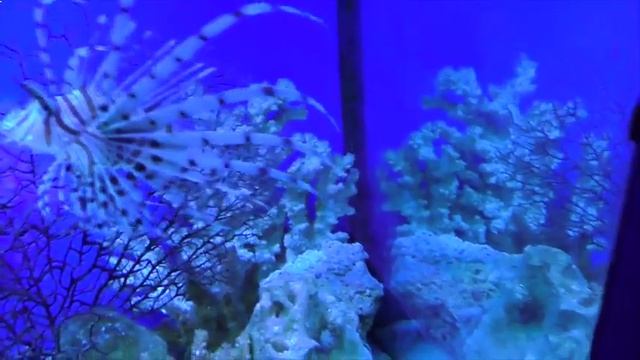 Идем на выставку рыбок акулы, пираньи, черепахи и другие морские обитатели   Exhibition Fish1