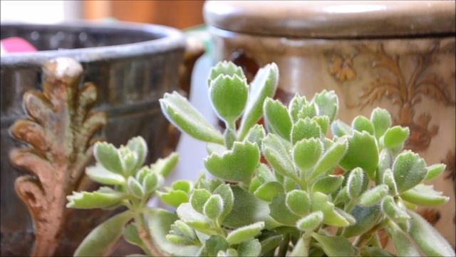 5 Things You Didn't Know About Succulents - Cotyledon Tomentosa смотреть онлайн