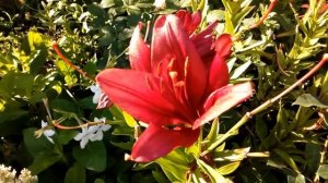 Утро с лилиями 4 июля 2018.      # мой сад # лилии