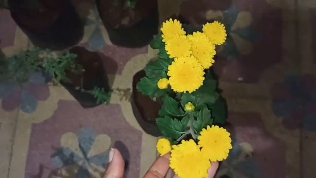 Nursery visit and winter plants shopping смотреть онлайн