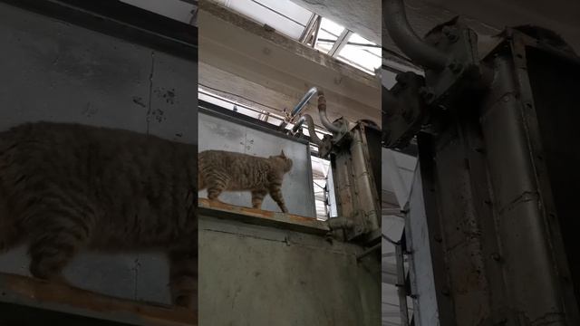 Кот Баюн. смотреть онлайн