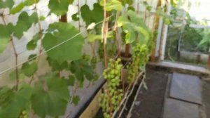 Виноград Супага и Эйнсет Сидлис