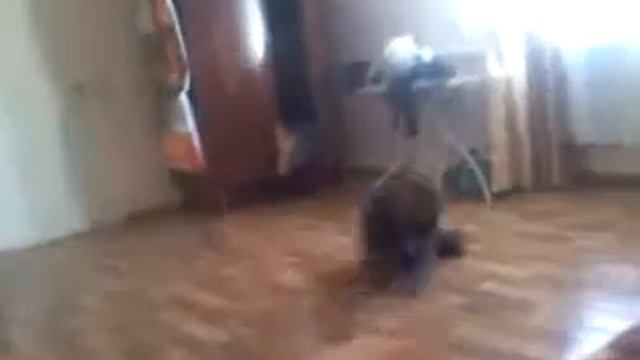 Малый Танцует Под Песню Тик так на чисах