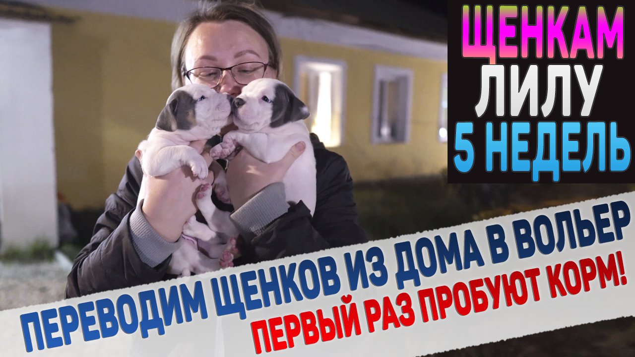 Забираем щенков от мамы навсегда! Никакого молока, теперь только сухой корм! смотреть онлайн
