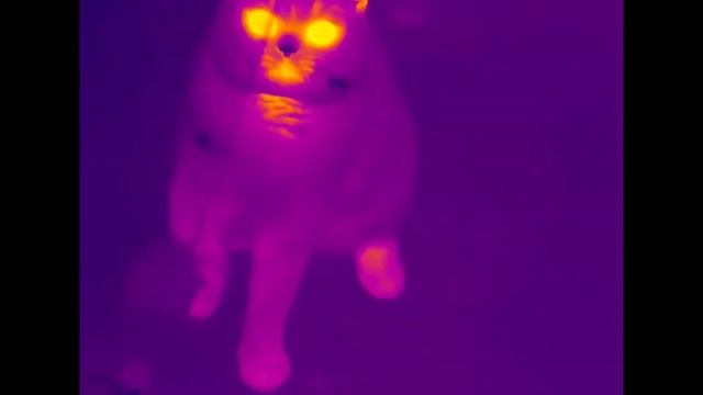 Explore my home by a TrackIR Thermal Imaging Monocular смотреть онлайн