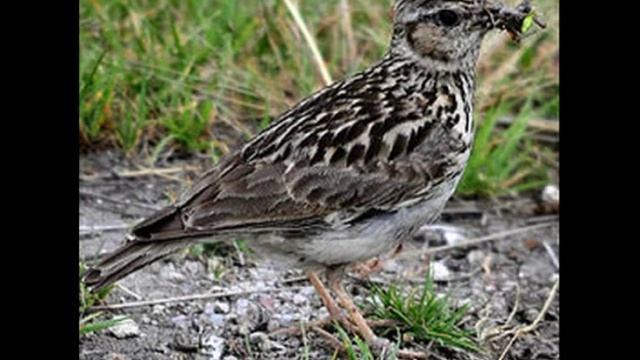 Лесной жаворонок (Юла) Crested Lark ч.7 смотреть онлайн