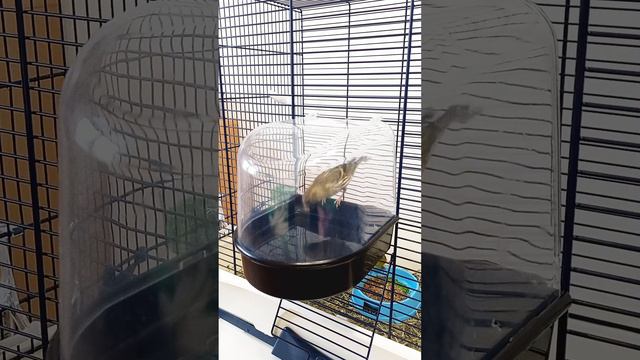 #Содержание_чижа(часть 2)