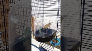 #Содержание_чижа(часть 2)