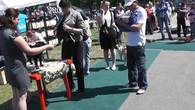 Выставка мопсов в Харькове смотреть онлайн