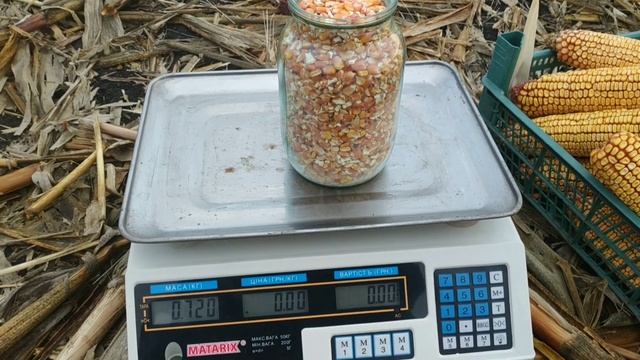 "ДБ Хотин" кукуруза 2021 Сбор урожая. Подводим итоги. смотреть онлайн