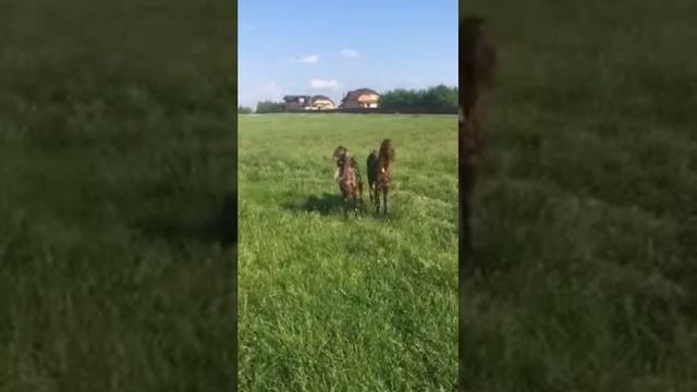 Чудо козы КАМОРИ смотреть онлайн