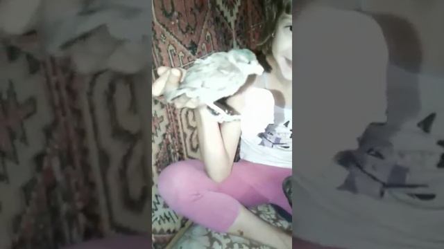 Нашли маленького воробышек.выкормили. смотреть онлайн