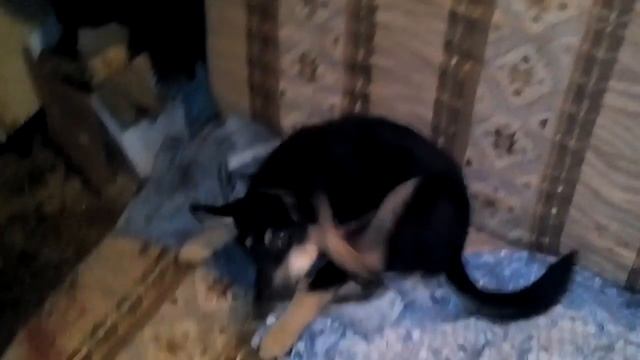 восточно-сибирская лайка щенок смотреть онлайн