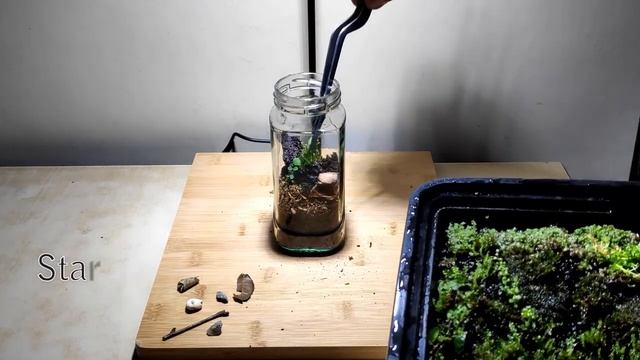A Closed Coffee Jar Terrarium. смотреть онлайн