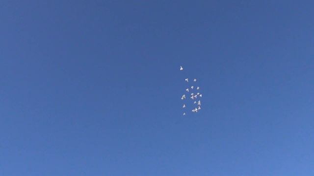 посадка Будапештских высоколётных голубей 24 03 2021г смотреть онлайн