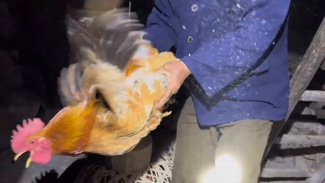74岁独居爷爷后续，一个月3块钱电费一包盐，若不是背不动狗也要卖了【山农乐哥】 смотреть онлайн