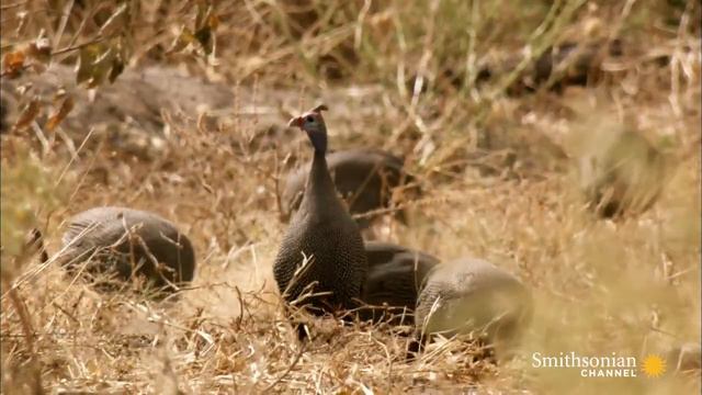 Leopard vs. Guinea Fowl смотреть онлайн