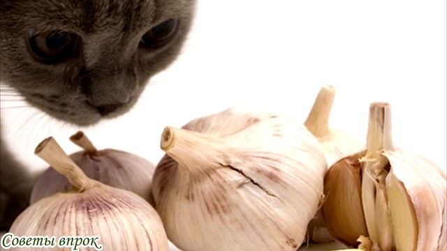 Какие запахи, отпугивающие кошек, чтоб не гадили и не метили➤ Как отучить кошку от пакостей? смотреть онлайн