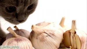 Какие запахи, отпугивающие кошек, чтоб не гадили и не метили➤ Как отучить кошку от пакостей?