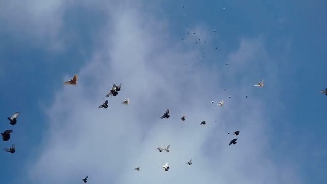 Николаевские голуби. В гостях у Василия Анатольевича Занина. смотреть онлайн