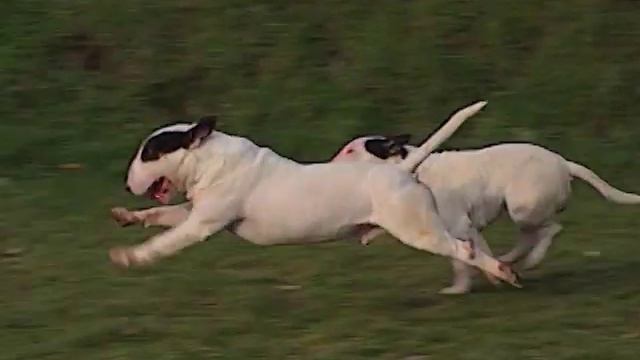 Terrier di tipo bull - Storia e Origine della razza смотреть онлайн