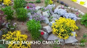 Алиссум жёлтый.Пышное цветение.