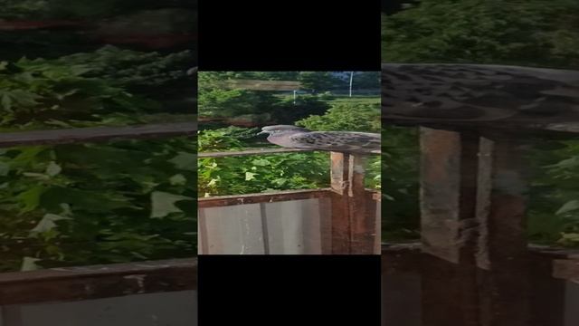 Голубь отдыхает на нашем балконе